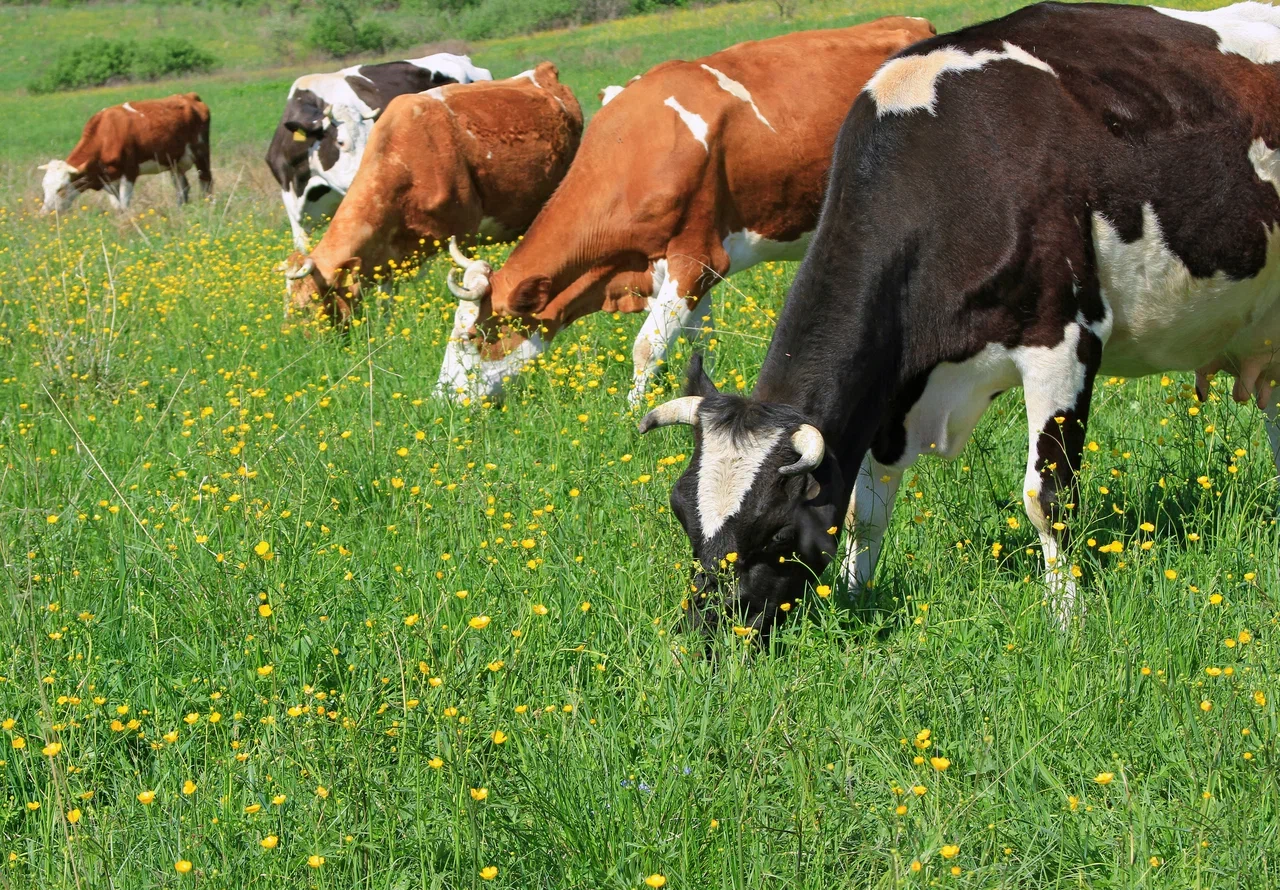 Крови на летнем пастбище. Молочная корова надой за сутки. Производства молочная продуктивность. Летняя пастьба.