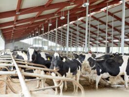 В молочном животноводстве Башкортостана используют роботизированные системы