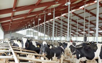 В молочном животноводстве Башкортостана используют роботизированные системы