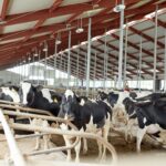 В Верещагинском округе Пермского края завершился второй этап строительства крупнейшего комплекса по производству молока