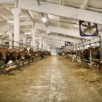 В Ивановской области возводят новый животноводческий комплекс