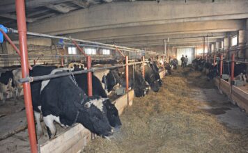 Новые молочные комплексы на 225 тыс. тонн молока появятся в России