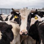 Томские аграрии посетили центр племенных животных в Подмосковье