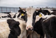 Томские аграрии посетили центр племенных животных в Подмосковье