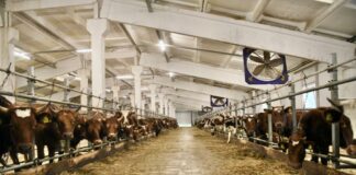 В Томской области растёт производство молока