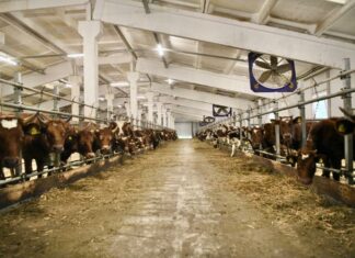 В Томской области растёт производство молока