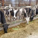 В Саратовской области наращивают объемы производства молока