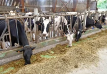 В Саратовской области наращивают объемы производства молока