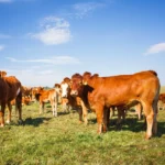 Генетический потенциал: в Коми улучшат племенное стадо с помощью новой формы господдержки