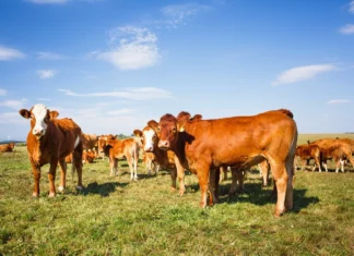 «ЭкоНива» подготовила рейтинг самых высокопродуктивных коров по итогам 2025 года