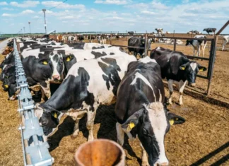 Суточный надой молока в удмуртских сельхозорганизациях вырос на 8,3%