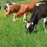 Рентабельность молочного производства выросла более чем на четверть