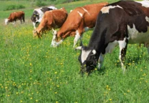 Рентабельность молочного производства выросла более чем на четверть