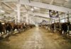 Липецкая область входит в топ-15 в стране по продуктивности дойного стада