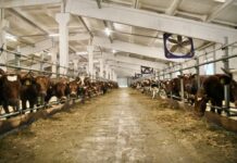 Липецкая область входит в топ-15 в стране по продуктивности дойного стада