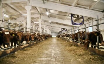 К 2030 году Подмосковье увеличит производство молока на 13%: в регионе уже реализуется 13 инвестпроектов