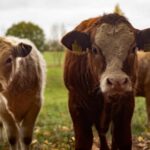 Удмуртия вышла на 4 место по объему производства молока в стране