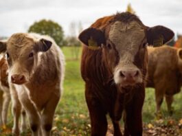 Удмуртия вышла на 4 место по объему производства молока в стране