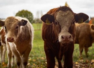 Удмуртия вышла на 4 место по объему производства молока в стране