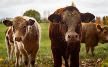 Удмуртия вышла на 4 место по объему производства молока в стране