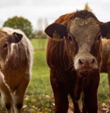 Удмуртия вышла на 4 место по объему производства молока в стране