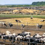 Производителям молока в России нужна дополнительная поддержка — эксперт