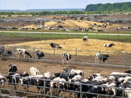 Модернизация АПК: животноводческие комплексы на юге Красноярского края увеличивают мощности