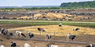 Производителям молока в России нужна дополнительная поддержка — эксперт