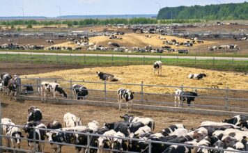 Модернизация АПК: животноводческие комплексы на юге Красноярского края увеличивают мощности