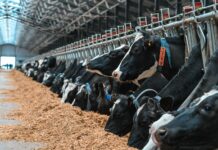 «АГРОСИЛА» инвестирует 375,4 млн рублей в животноводство: модернизация комплексов «Азнакай» и «Сарман» — система цифрового управления стадом и современное оборудование