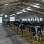 Рязанские племзаводы поставили в другие регионы и за рубеж свыше 2 тысяч высокопродуктивных животных