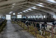 Рязанские племзаводы поставили в другие регионы и за рубеж свыше 2 тысяч высокопродуктивных животных