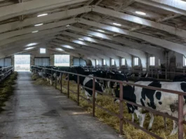 Рязанские племзаводы поставили в другие регионы и за рубеж свыше 2 тысяч высокопродуктивных животных