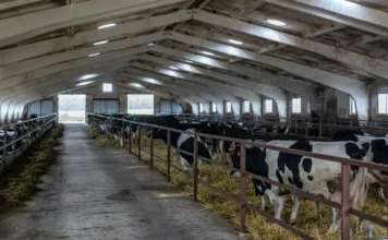 Рязанские племзаводы поставили в другие регионы и за рубеж свыше 2 тысяч высокопродуктивных животных