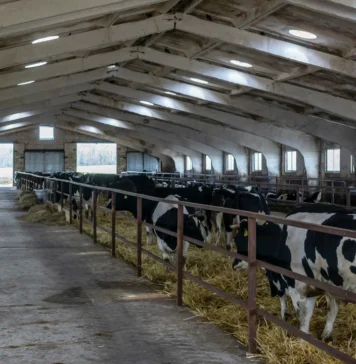 Рязанские племзаводы поставили в другие регионы и за рубеж свыше 2 тысяч высокопродуктивных животных