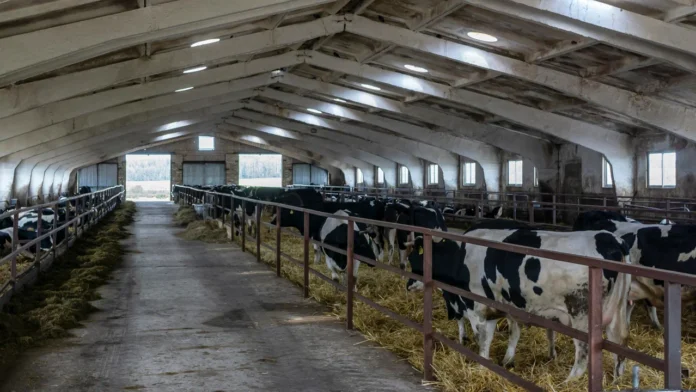 137399345_l_normal_none