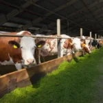 Молоко завезённых в Приморье коров подходит для производства сыров