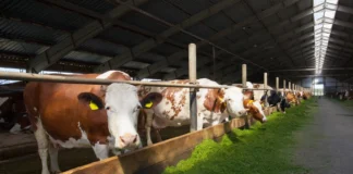 Молоко завезённых в Приморье коров подходит для производства сыров
