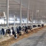 Валовой надой молока в вологодских хозяйствах вырос на 4,8%