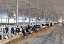 В Томской области открыт новый современный животноводческий комплекс «Большедороховское молоко»