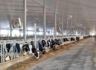 Вологодская область обновила рекорды по производству молока и продуктивности коров