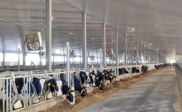 СПК «Рассвет» ввел в строй молочный комплекс на 1000 голов