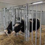 «Ивановоплем» запускает проект по производству высококачественных генетических ресурсов для молочных ферм