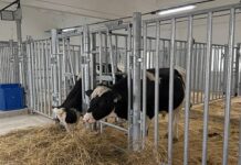 «Ивановоплем» запускает проект по производству высококачественных генетических ресурсов для молочных ферм