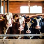 В Башкортостане продуктивность племенных коров выросла на 260 килограммов