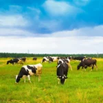 В Госдуме заявили о необходимости отдельной госпрограммы по молочному животноводству