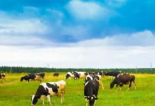 Как сохранить генофондные породы: стратегия на пять лет