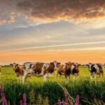 Агрохолдинг «Степь» вошел в рейтинг лучших российских молочных производств