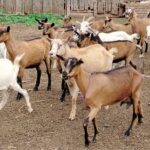 Почти 60 тонн козьего молока произвели в Иркутской области за десять месяцев