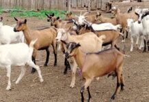 Почти 60 тонн козьего молока произвели в Иркутской области за десять месяцев